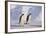 Emperor Penguins-DLILLC-Framed Photographic Print