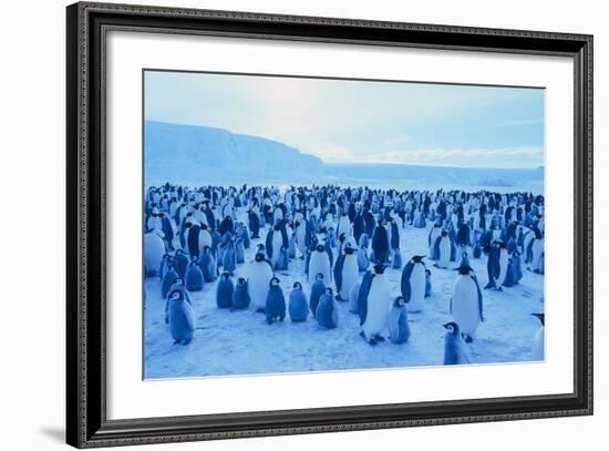 Emperor Penguins-DLILLC-Framed Photographic Print