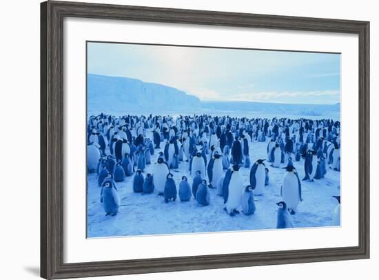 Emperor Penguins-DLILLC-Framed Photographic Print
