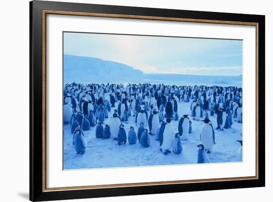 Emperor Penguins-DLILLC-Framed Photographic Print