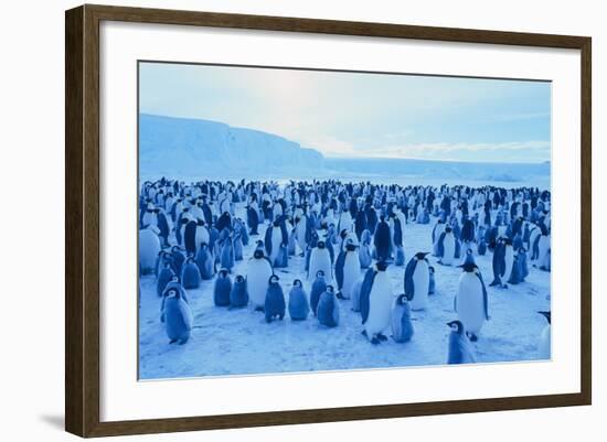 Emperor Penguins-DLILLC-Framed Photographic Print