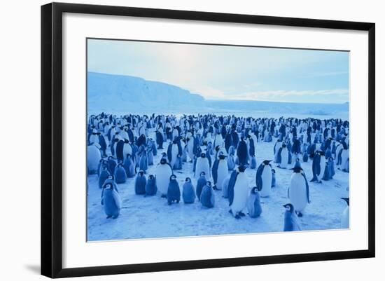 Emperor Penguins-DLILLC-Framed Photographic Print