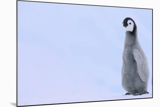 Emperor Penguins-DLILLC-Mounted Photographic Print