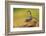 Emperor Scorpion is a Species of Scorpion Native to Rainforests and Savannas in West Africa. it is-Milan Zygmunt-Framed Photographic Print