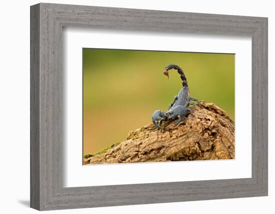 Emperor Scorpion is a Species of Scorpion Native to Rainforests and Savannas in West Africa. it is-Milan Zygmunt-Framed Photographic Print