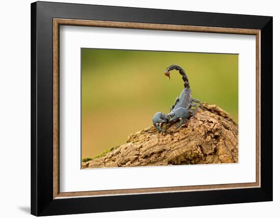 Emperor Scorpion is a Species of Scorpion Native to Rainforests and Savannas in West Africa. it is-Milan Zygmunt-Framed Photographic Print