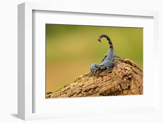 Emperor Scorpion is a Species of Scorpion Native to Rainforests and Savannas in West Africa. it is-Milan Zygmunt-Framed Photographic Print