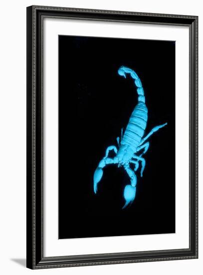 Emperor Scorpion (Pandinus Imperator) Fluorescing under Ultraviolet Light-Adrian Davies-Framed Photographic Print