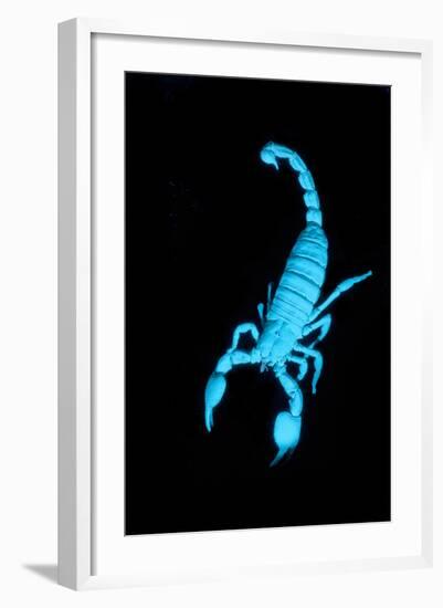 Emperor Scorpion (Pandinus Imperator) Fluorescing under Ultraviolet Light-Adrian Davies-Framed Photographic Print