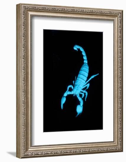 Emperor Scorpion (Pandinus Imperator) Fluorescing under Ultraviolet Light-Adrian Davies-Framed Photographic Print