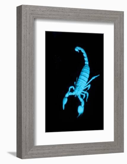 Emperor Scorpion (Pandinus Imperator) Fluorescing under Ultraviolet Light-Adrian Davies-Framed Photographic Print