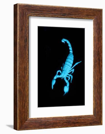 Emperor Scorpion (Pandinus Imperator) Fluorescing under Ultraviolet Light-Adrian Davies-Framed Photographic Print