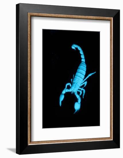 Emperor Scorpion (Pandinus Imperator) Fluorescing under Ultraviolet Light-Adrian Davies-Framed Photographic Print