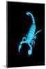 Emperor Scorpion (Pandinus Imperator) Fluorescing under Ultraviolet Light-Adrian Davies-Mounted Photographic Print