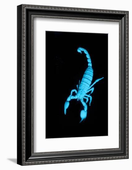 Emperor Scorpion (Pandinus Imperator) Fluorescing under Ultraviolet Light-Adrian Davies-Framed Photographic Print