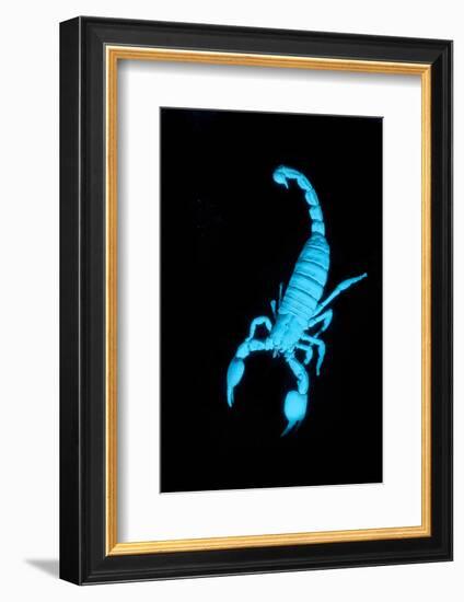 Emperor Scorpion (Pandinus Imperator) Fluorescing under Ultraviolet Light-Adrian Davies-Framed Photographic Print