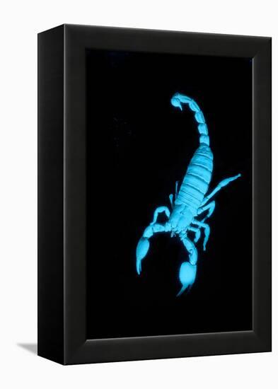 Emperor Scorpion (Pandinus Imperator) Fluorescing under Ultraviolet Light-Adrian Davies-Framed Premier Image Canvas