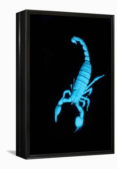 Emperor Scorpion (Pandinus Imperator) Fluorescing under Ultraviolet Light-Adrian Davies-Framed Premier Image Canvas