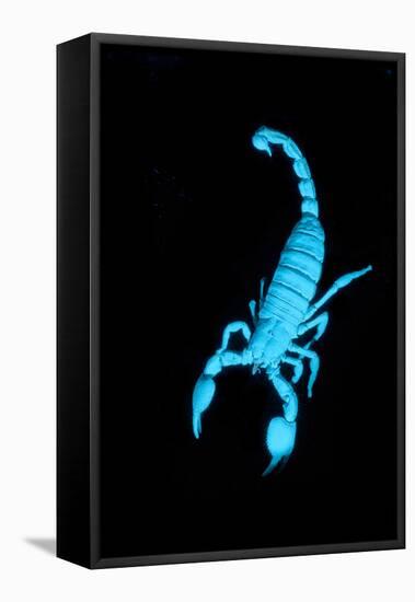 Emperor Scorpion (Pandinus Imperator) Fluorescing under Ultraviolet Light-Adrian Davies-Framed Premier Image Canvas