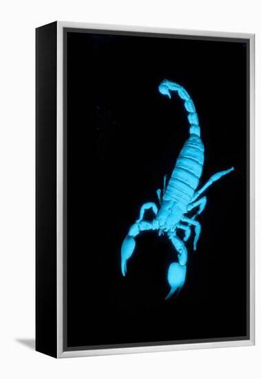 Emperor Scorpion (Pandinus Imperator) Fluorescing under Ultraviolet Light-Adrian Davies-Framed Premier Image Canvas