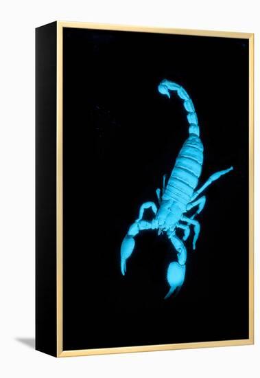 Emperor Scorpion (Pandinus Imperator) Fluorescing under Ultraviolet Light-Adrian Davies-Framed Premier Image Canvas