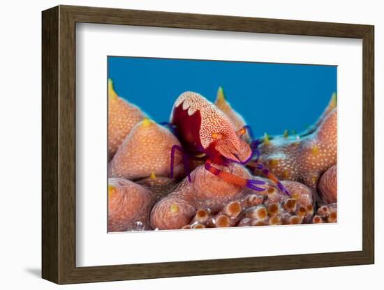 Emperor shrimp on sea cucumber, Sulu Sea, Cagayancillo, Palawan, Philippines-Franco Banfi-Framed Photographic Print