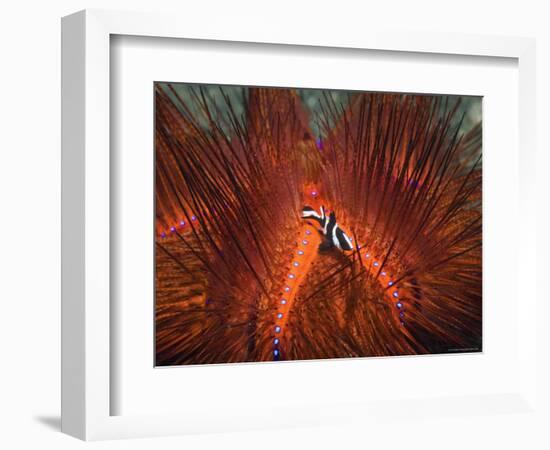 Emperor Snapper, Juvenile Sheltering, False Fire Urchin, Lembeh Strait, North Sulawesi, Indonesia-Georgette Douwma-Framed Premium Photographic Print