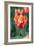 Emperor Tulip I-Dana Styber-Framed Photographic Print