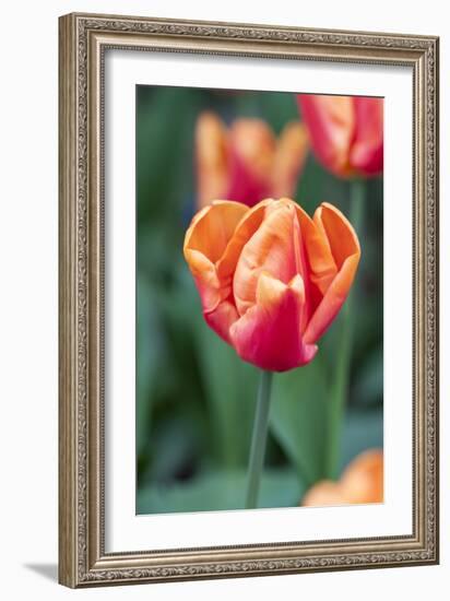 Emperor Tulip I-Dana Styber-Framed Photographic Print