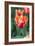 Emperor Tulip I-Dana Styber-Framed Photographic Print