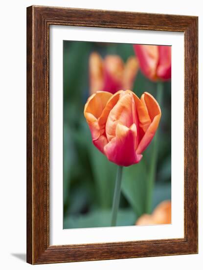 Emperor Tulip I-Dana Styber-Framed Photographic Print