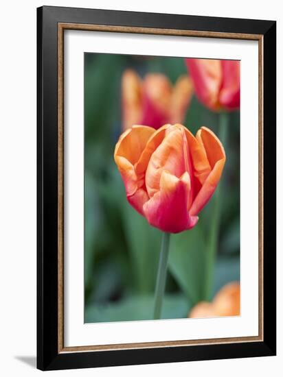 Emperor Tulip I-Dana Styber-Framed Photographic Print