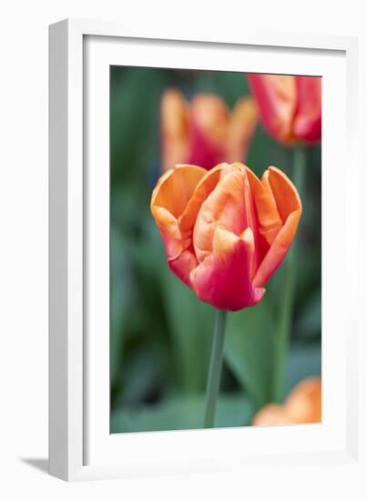 Emperor Tulip I-Dana Styber-Framed Photographic Print