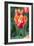 Emperor Tulip I-Dana Styber-Framed Photographic Print