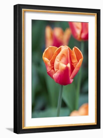 Emperor Tulip I-Dana Styber-Framed Photographic Print