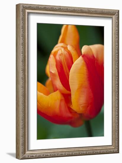 Emperor Tulip II-Dana Styber-Framed Photographic Print