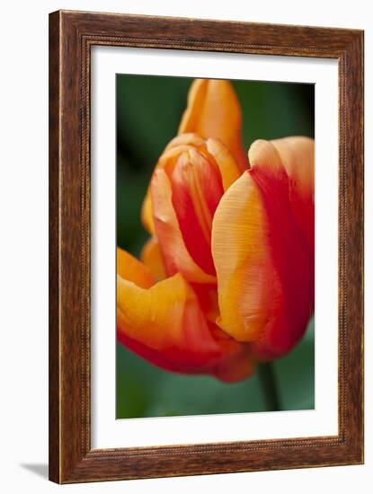 Emperor Tulip II-Dana Styber-Framed Photographic Print