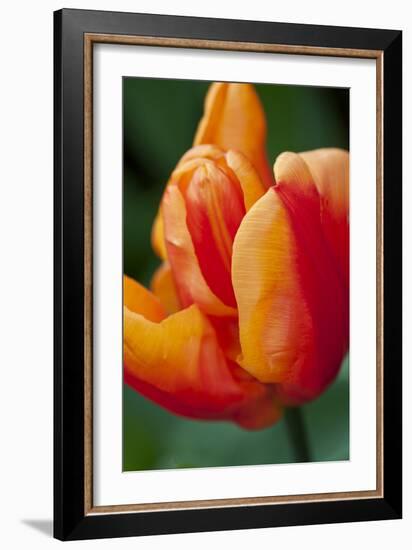 Emperor Tulip II-Dana Styber-Framed Photographic Print