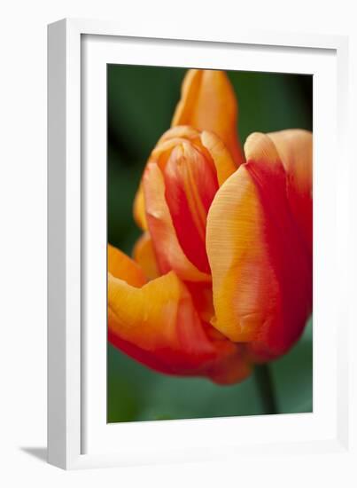 Emperor Tulip II-Dana Styber-Framed Photographic Print