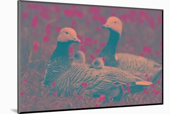 Emporer Geese and Goslings-Art Wolfe-Mounted Photographic Print