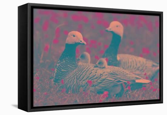 Emporer Geese and Goslings-Art Wolfe-Framed Premier Image Canvas