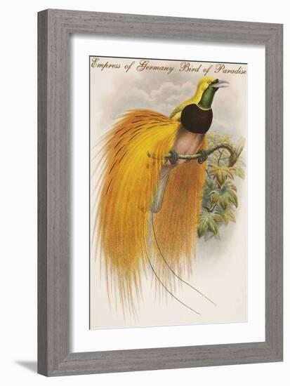 Empress of Germany Bird of Paradise.-John Gould-Framed Art Print