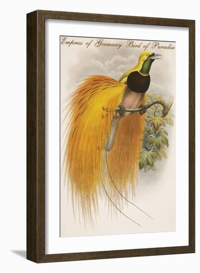 Empress of Germany Bird of Paradise.-John Gould-Framed Art Print