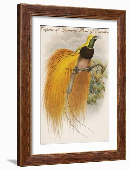 Empress of Germany Bird of Paradise.-John Gould-Framed Art Print