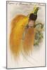 Empress of Germany Bird of Paradise.-John Gould-Mounted Art Print