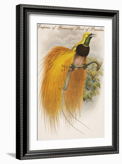 Empress of Germany Bird of Paradise.-John Gould-Framed Art Print