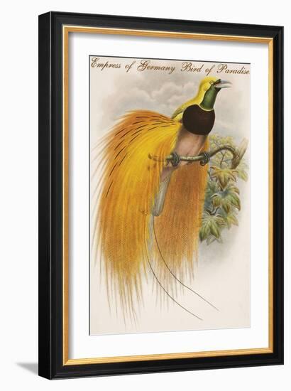 Empress of Germany Bird of Paradise.-John Gould-Framed Art Print