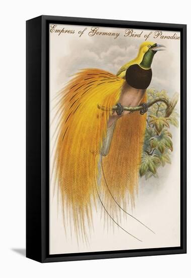 Empress of Germany Bird of Paradise.-John Gould-Framed Stretched Canvas