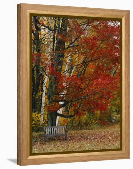 Empty Bench under Maple Tree, Twin Ponds Farm, West River Valley, Vermont, USA-Scott T^ Smith-Framed Premier Image Canvas