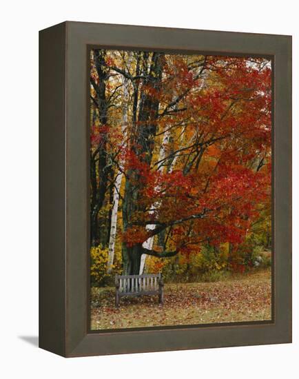 Empty Bench under Maple Tree, Twin Ponds Farm, West River Valley, Vermont, USA-Scott T^ Smith-Framed Premier Image Canvas